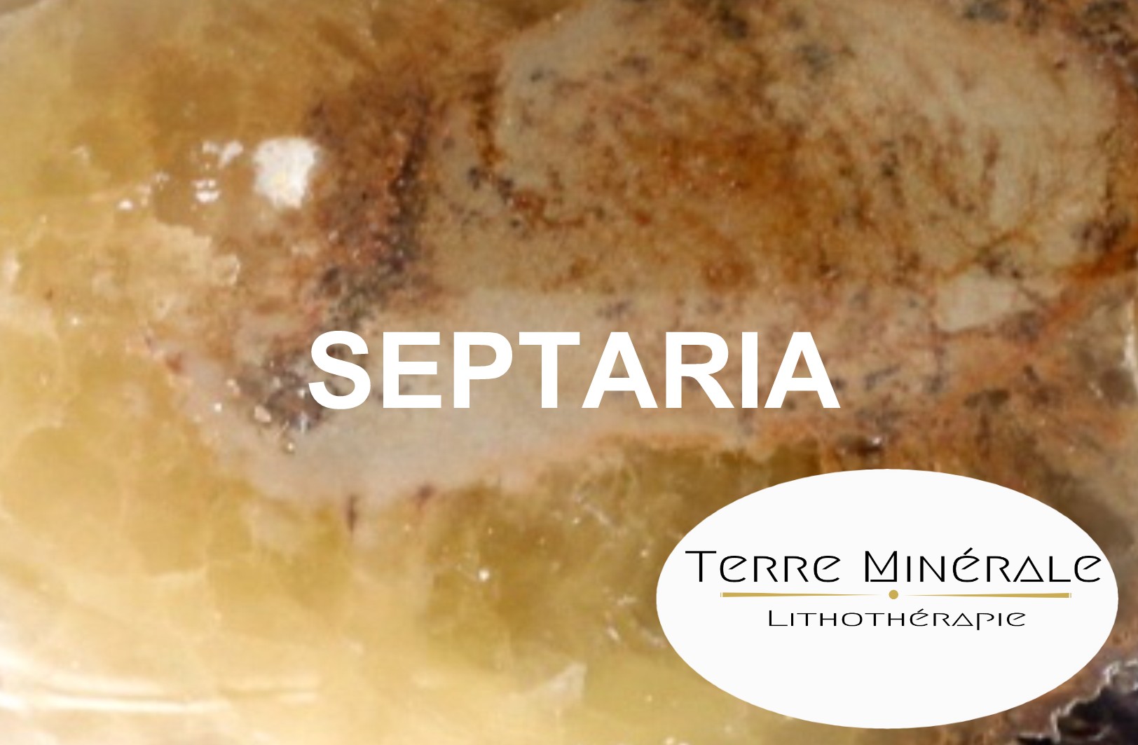 SEPTARIA