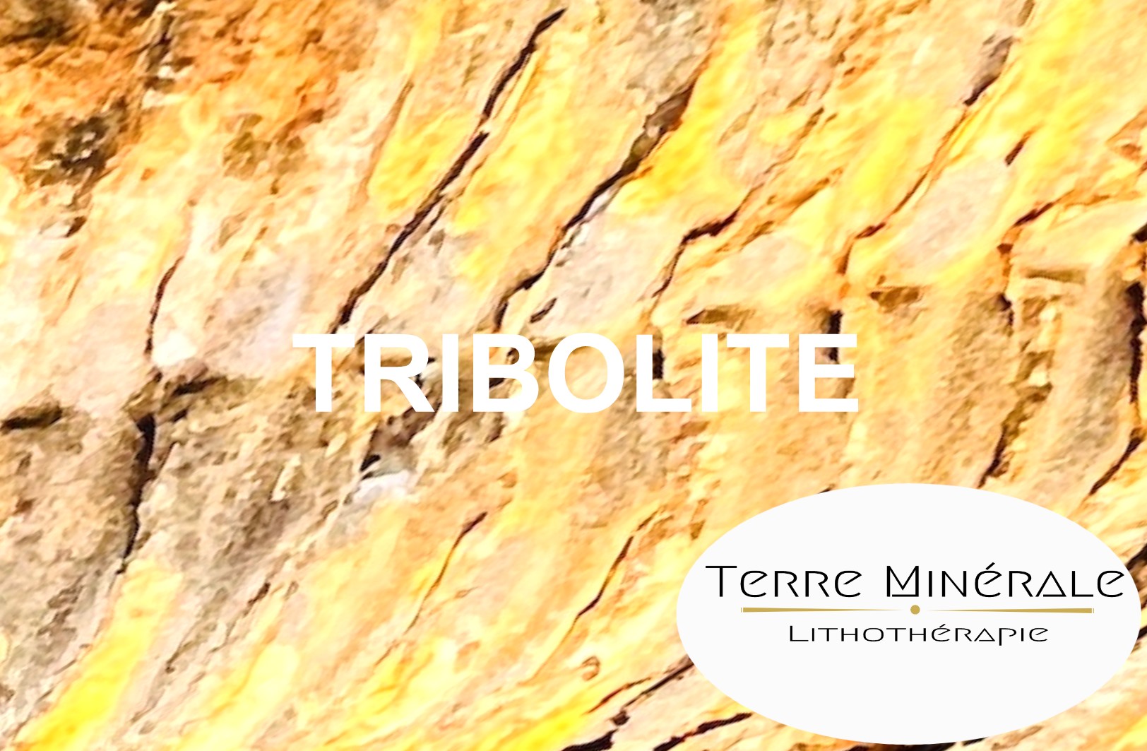 TRIBOLITE