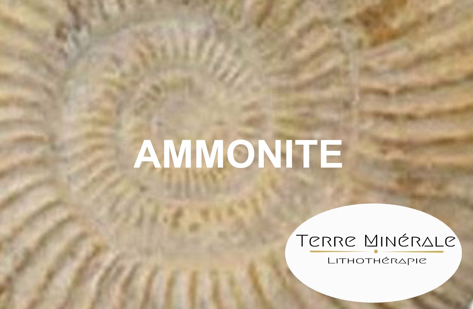 AMMONITE - TERRE MINERALE LITHOTHÉRAPIE